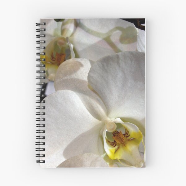 Artikelvorschau, White Orchid entworfen und verkauft von Jill Sprague.
