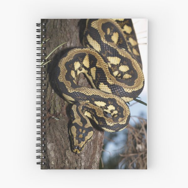 Item preview, Palmerston Jungle Carpet Python designed and sold by Steve Bullock.