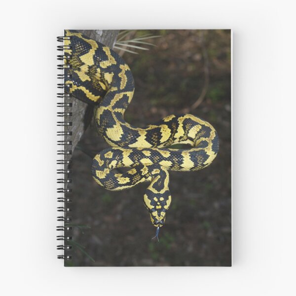 Item preview, Tully locale Jungle Carpet Python designed and sold by Steve Bullock.