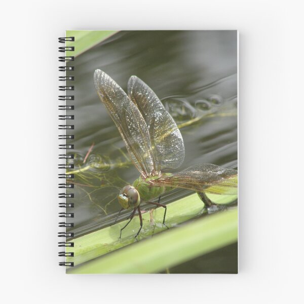 Item preview, Female Dragonfly designed and sold by Kuulei2you.