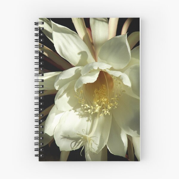 Item preview, Epiphyllum designed and sold by Jonicool.