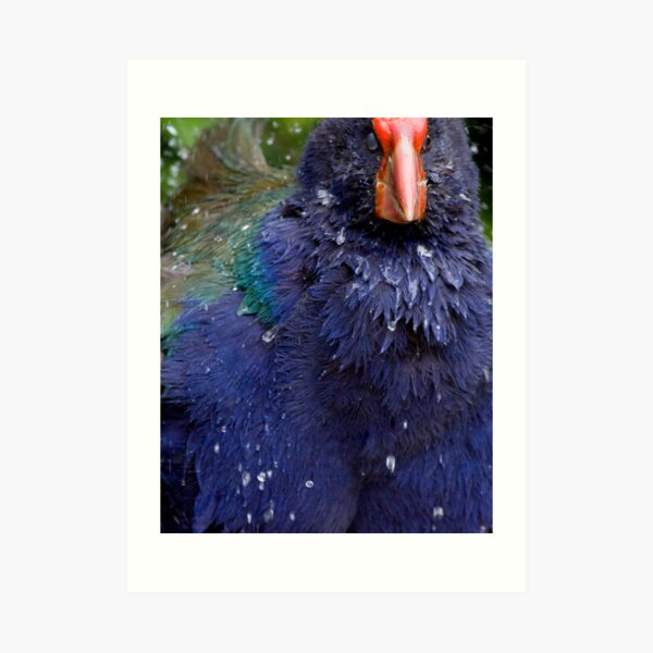 Takahe Splash Art Print