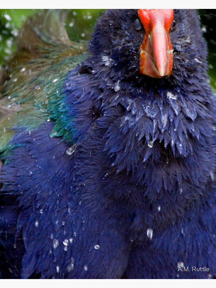 Takahe Splash by annruttle