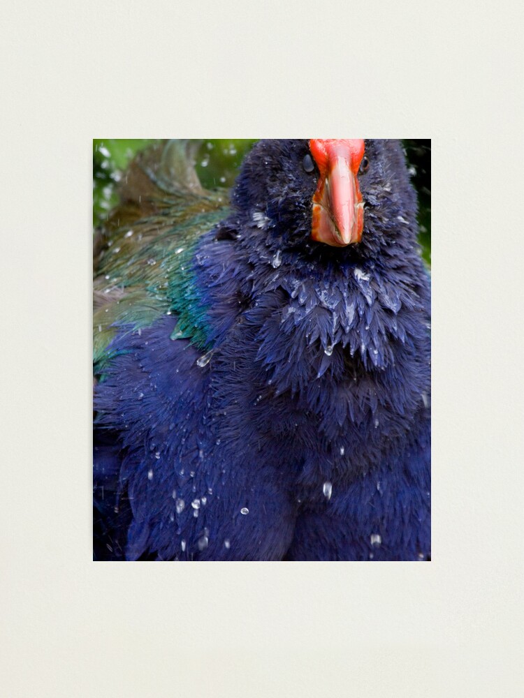 Alternate view of Takahe Splash Photographic Print