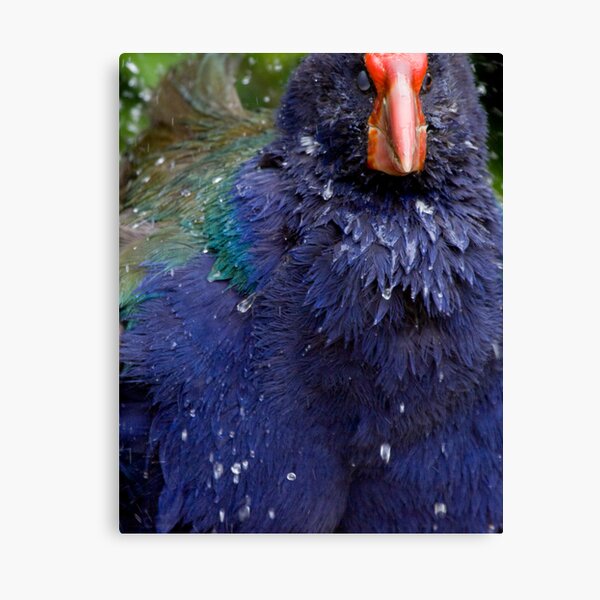Takahe Splash Canvas Print