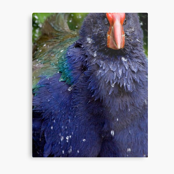 Takahe Splash Metal Print