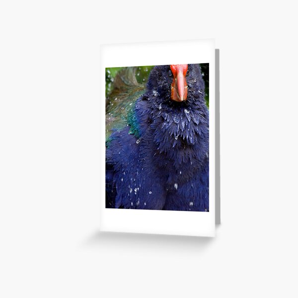 Takahe Splash Greeting Card