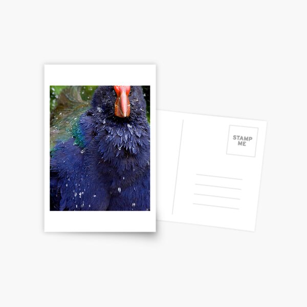 Takahe Splash Postcard