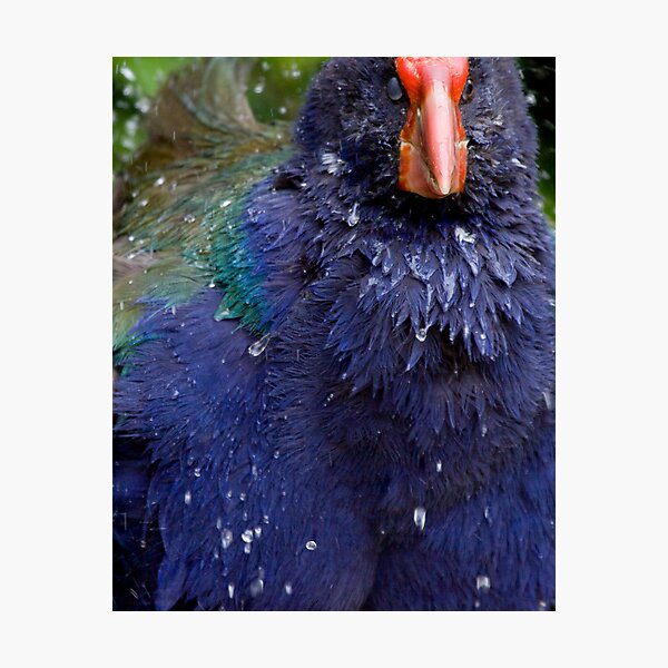 Takahe Splash Photographic Print
