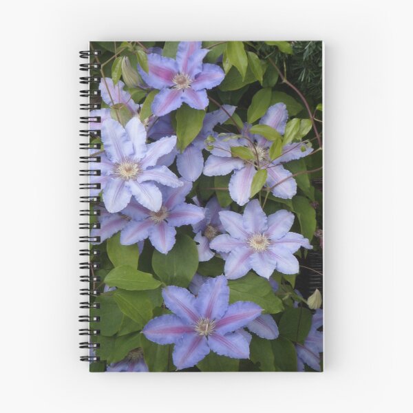 Item preview, Clematis Sealand Gem designed and sold by hilarydougill.