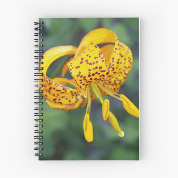 Item preview, Lily designed and sold by Jack McCallum.
