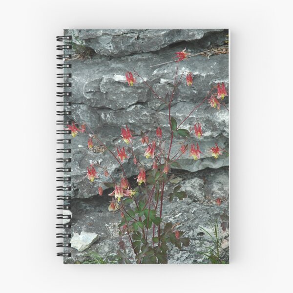 Aperçu de l'œuvre Cave Point Flowers créée et vendue par Dawn Kwasny.