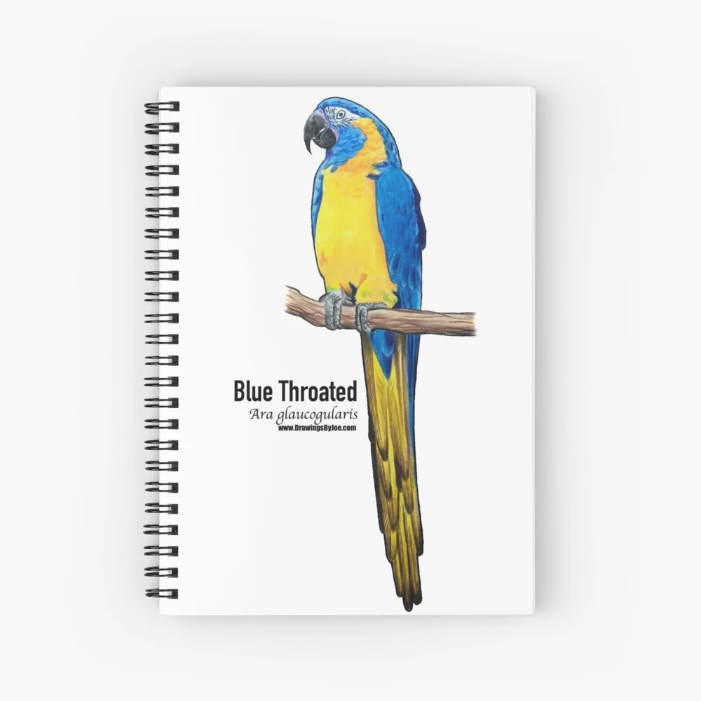 Gorgeous Blue and Gold Macaw Parrot Unruled 8x10 Sketchbook Notebook  (Paperback)