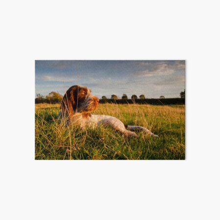 Spinone Puppy Sunset Art Board Print