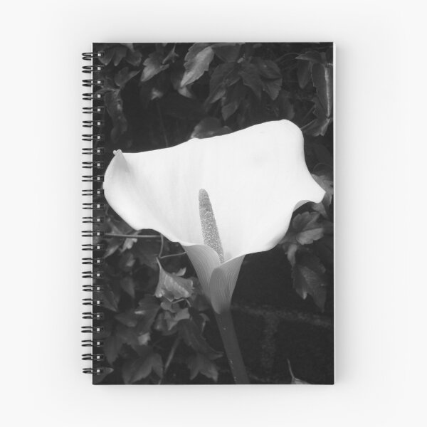 Aperçu de l'œuvre Arum Lily créée et vendue par Bramble.
