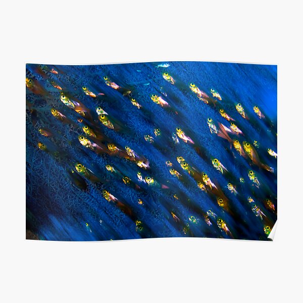 Glass Fish Poster