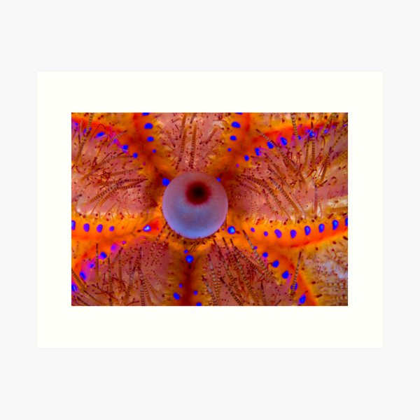 Fire Sea Urchin Art Print