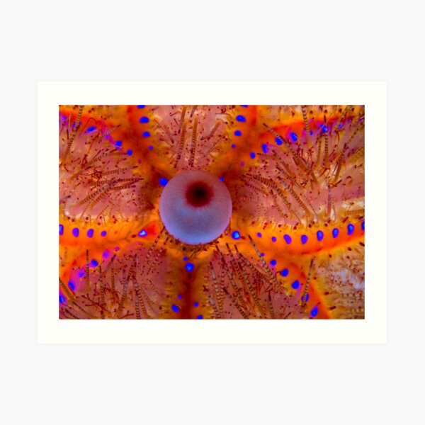 Fire Sea Urchin Art Print