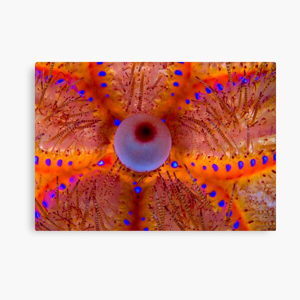 Fire Sea Urchin Canvas Print