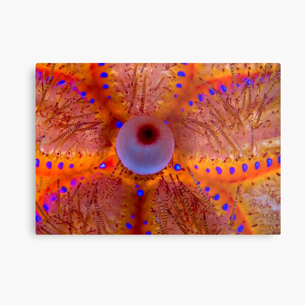 Fire Sea Urchin Metal Print