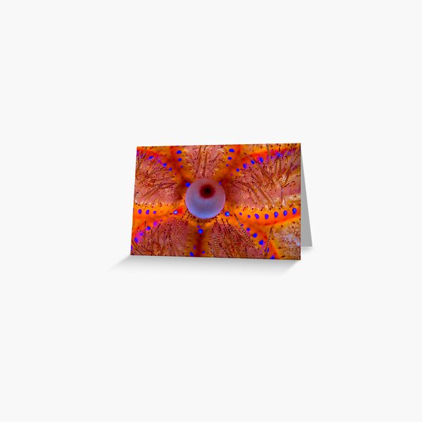 Fire Sea Urchin Greeting Card