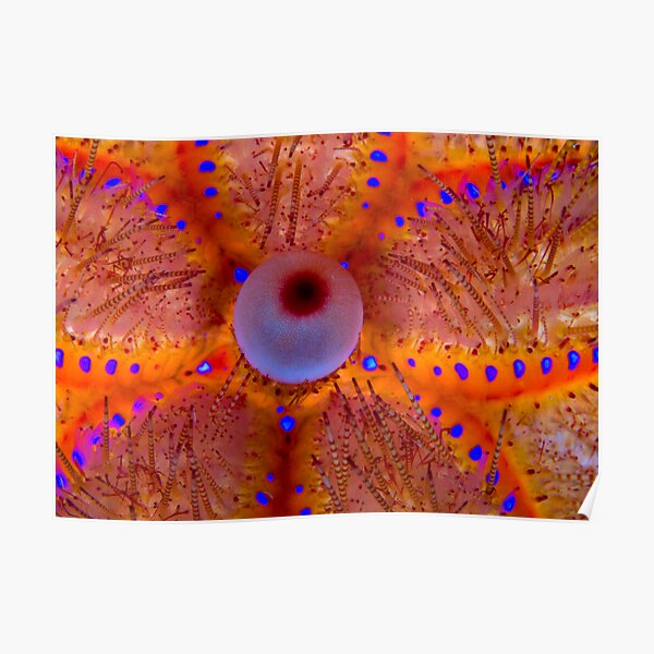 Fire Sea Urchin Poster