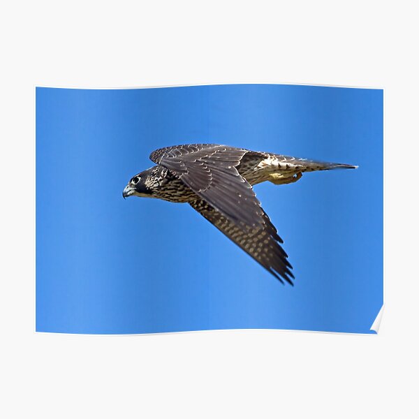 Juvenile Peregrine Poster