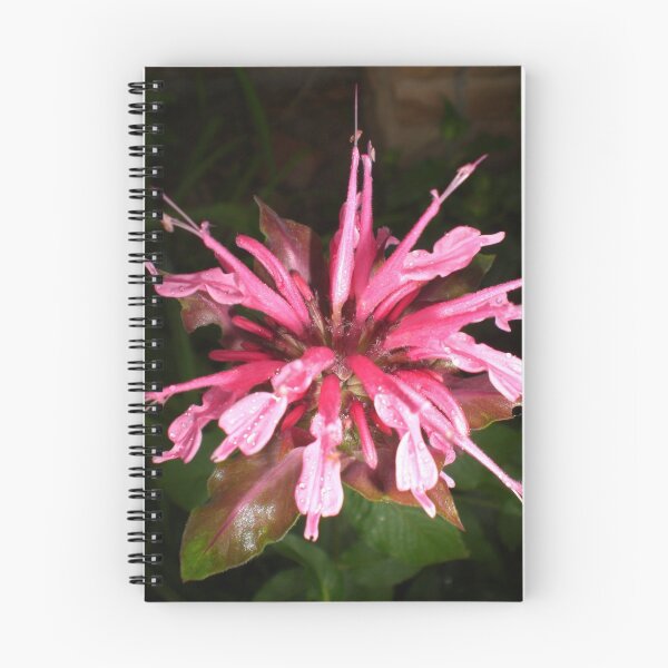 Aperçu de l'œuvre pink fireworks créée et vendue par Ellaine Walker.