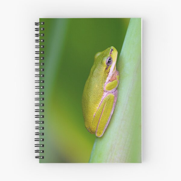 Item preview, Eastern Sedge Frog designed and sold by Greg Carlill.