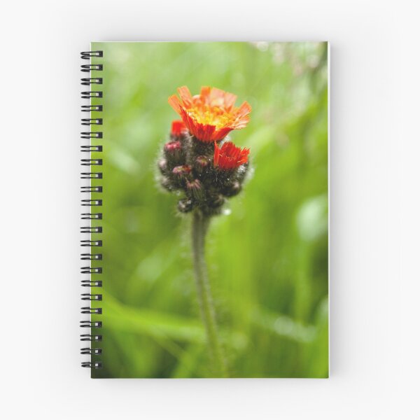 Item preview, Indian Paintbrush designed and sold by Troy Dodds.