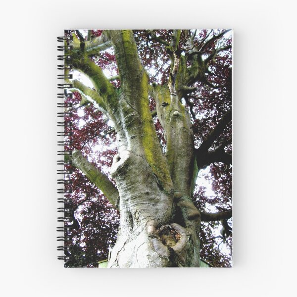 Item preview, Looking up the Elephant Tree (Copper Beech) designed and sold by hilarydougill.