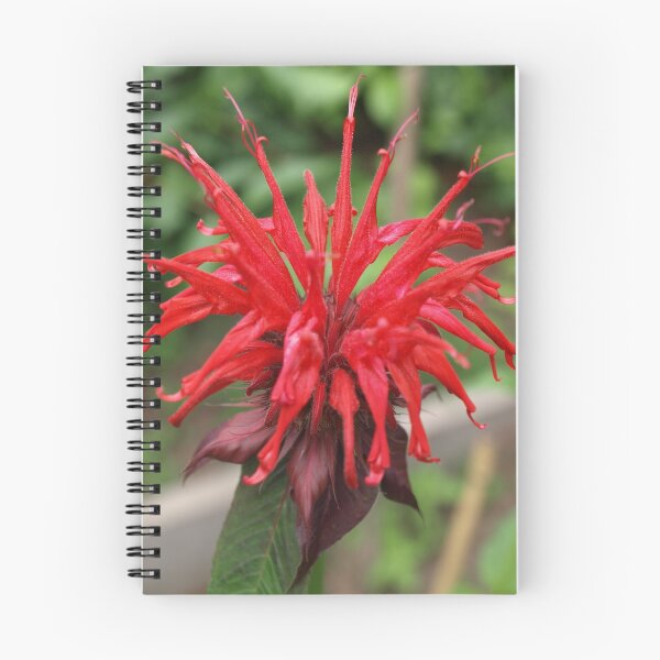 Item preview, BEE BALM designed and sold by Sharon A Henson.