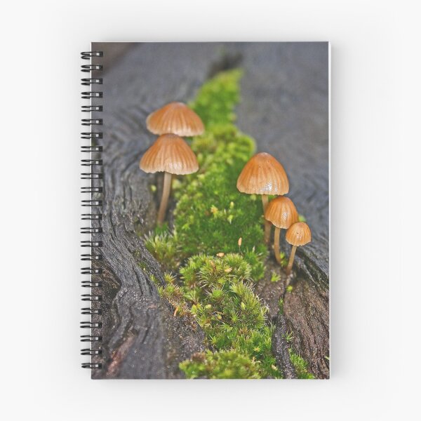 Aperçu de l'œuvre champignons Galerina hypnorum créée et vendue par Nick Hunt.