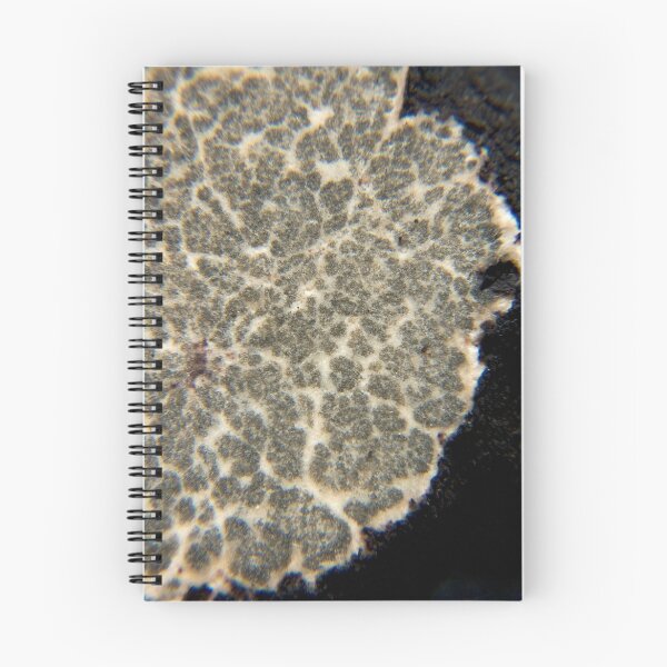 Item preview,  Oregon Black Truffle # 6 designed and sold by OrPhotoJohn.