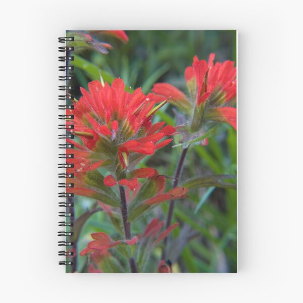 Item preview, Oregon Indian Paintbrush designed and sold by OrPhotoJohn.
