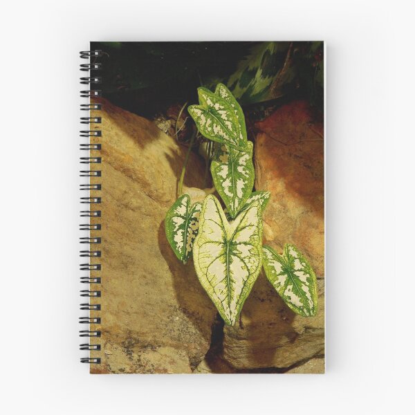 Item preview, Coleus on the Rocks designed and sold by Rosalie Scanlon.