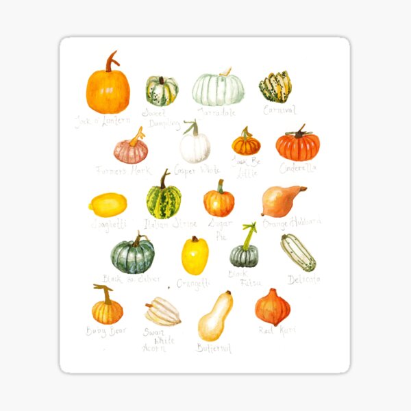 Pumpkin Varieties Sticker