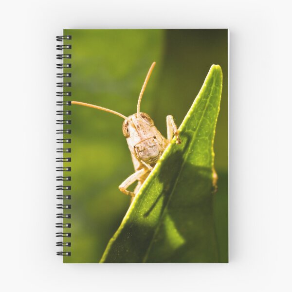 Item preview, Peek-a-boo designed and sold by AllshotsImaging.