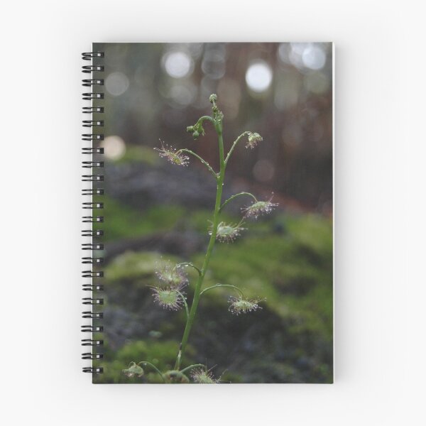 Item preview, Sundew designed and sold by Hippo.
