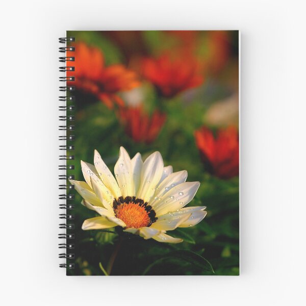 Item preview, Gazanias designed and sold by Jonicool.