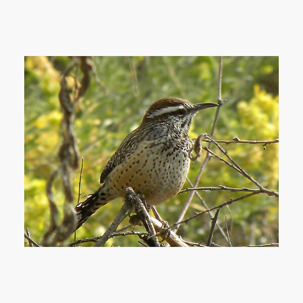 Castus Wren Photographic Print