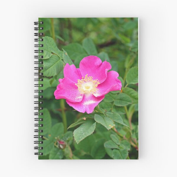 Item preview, "A Wild Pink Rose" designed and sold by Lynn Bawden.