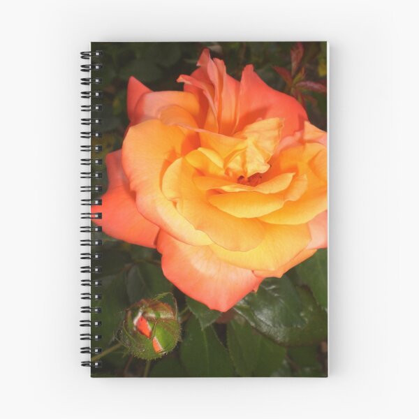 Aperçu de l'œuvre Rose Series #23 créée et vendue par Ellaine Walker.