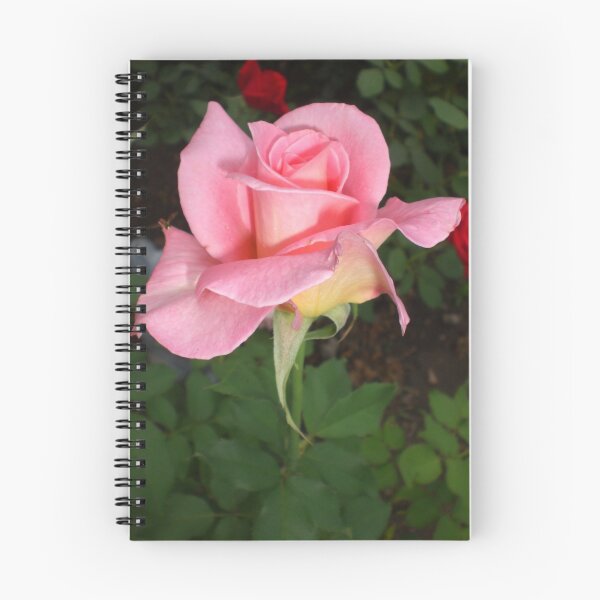 Aperçu de l'œuvre Rose Series # 24 créée et vendue par Ellaine Walker.