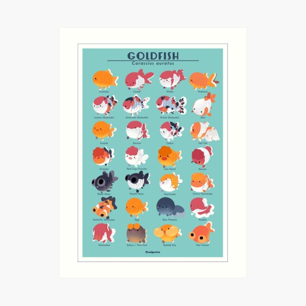 Goldfish Breed Poster Art Print