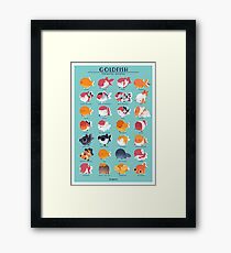 Goldfish Breed Poster Framed Print