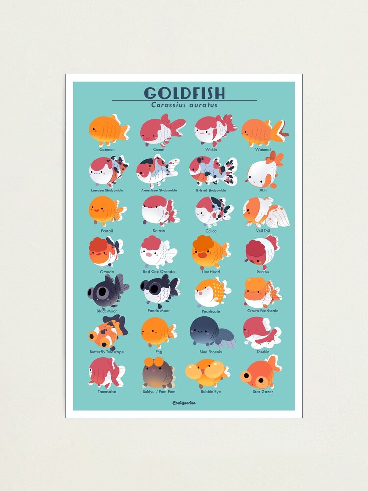 Goldfish Breed Poster Photographic Print