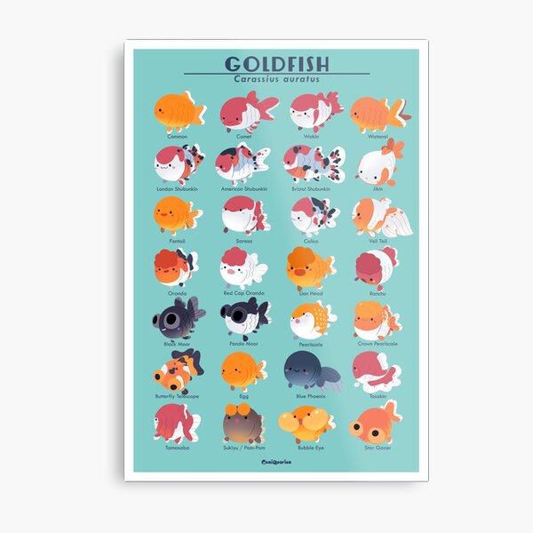 Goldfish Breed Poster Metal Print