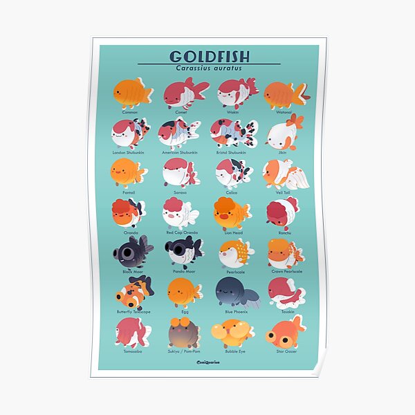 Goldfisch-Zucht-Plakat Poster