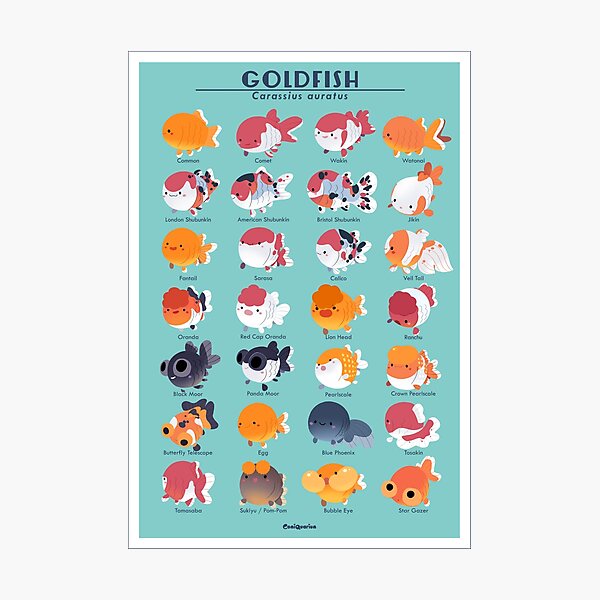 Goldfish Breed Poster Photographic Print